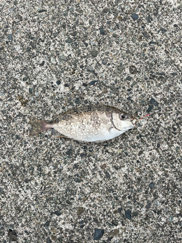 アイゴの釣果