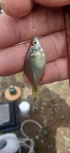 タイリクバラタナゴの釣果