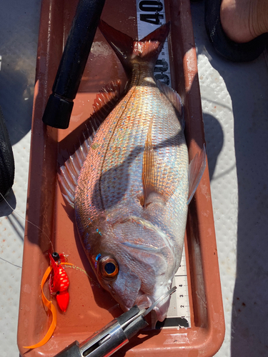 マダイの釣果