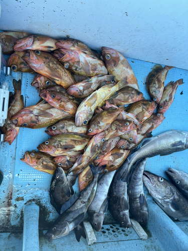 ヤナギノマイの釣果