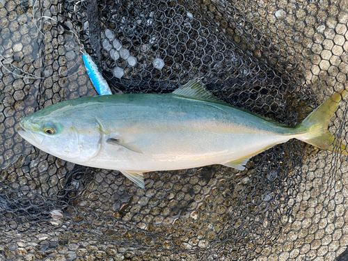 ワカシの釣果