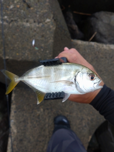 メッキの釣果