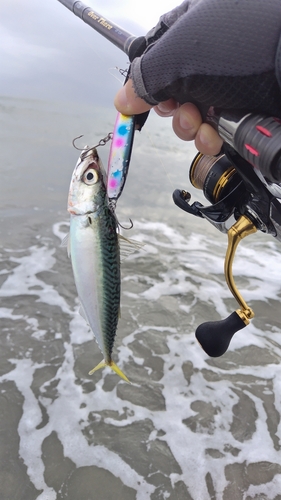 サバの釣果