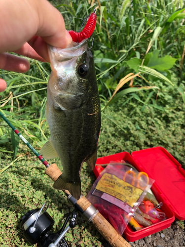 ブラックバスの釣果