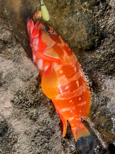 アカハタの釣果