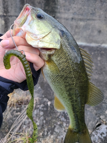 ラージマウスバスの釣果