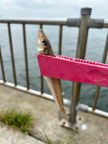 キスの釣果