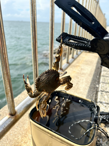 カニの釣果