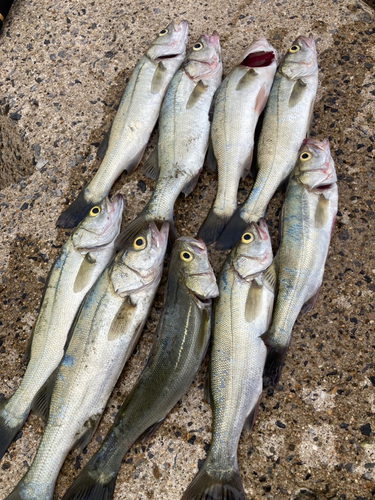 シーバスの釣果