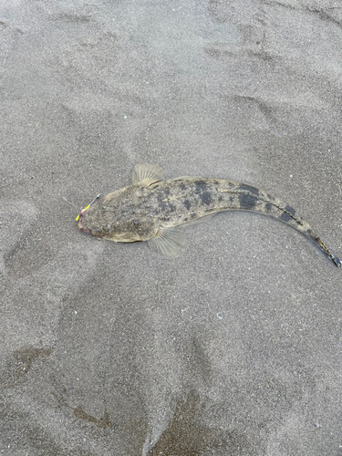 マゴチの釣果