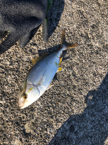 ショゴの釣果