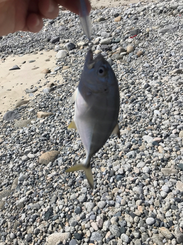 ロウニンアジの釣果