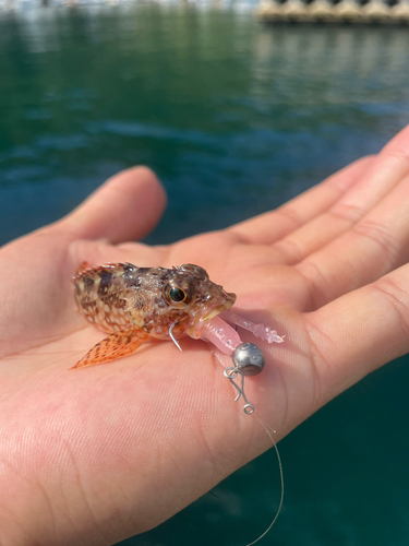 アラカブの釣果