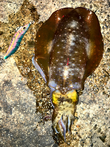 アオリイカの釣果