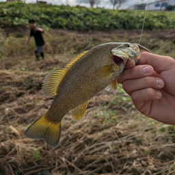 スモールマウスバス