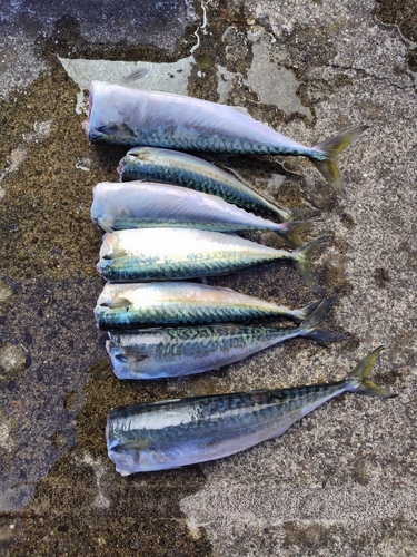 サバの釣果