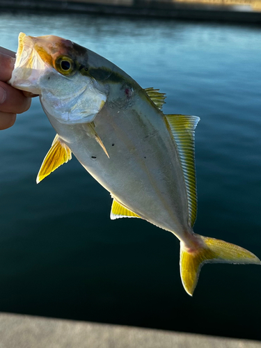 ショゴの釣果