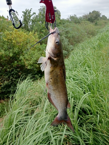 アメリカナマズの釣果