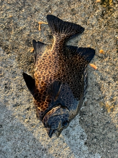 イシガキダイの釣果