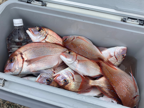 ハナダイの釣果