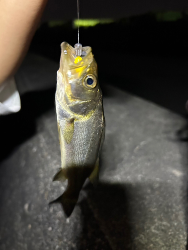 セイゴ（マルスズキ）の釣果