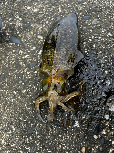 アオリイカの釣果