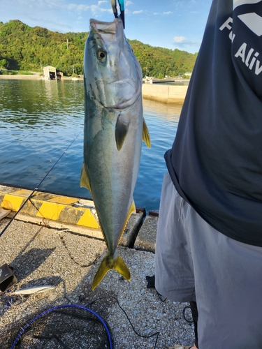 ヤズの釣果