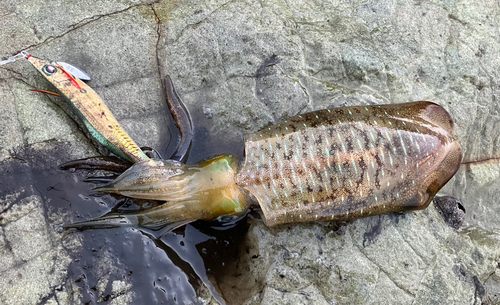 アオリイカの釣果