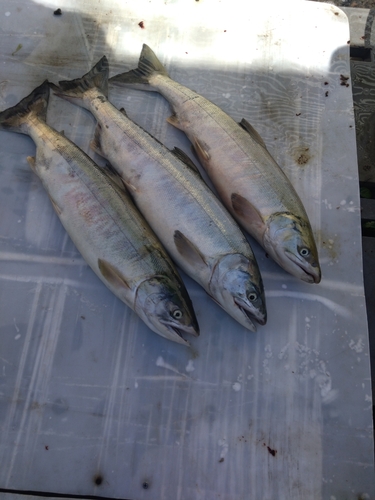 サケの釣果