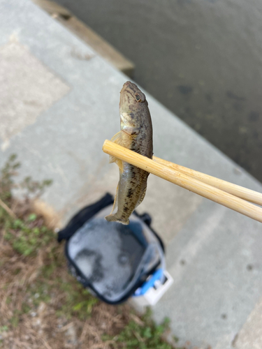 マハゼの釣果