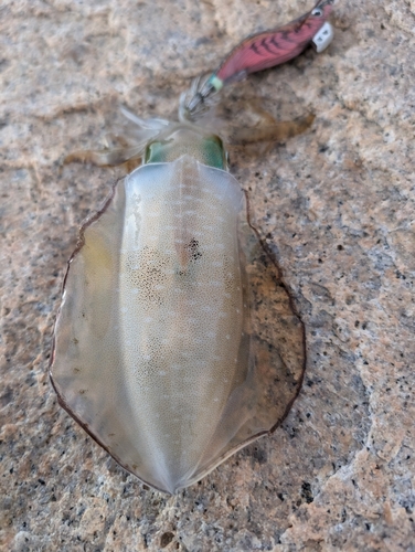 アオリイカの釣果