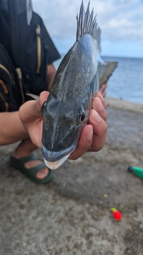 アーガイの釣果