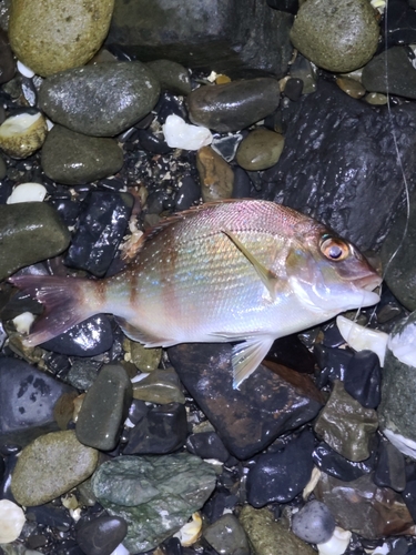 チャリコの釣果