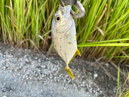 メッキの釣果