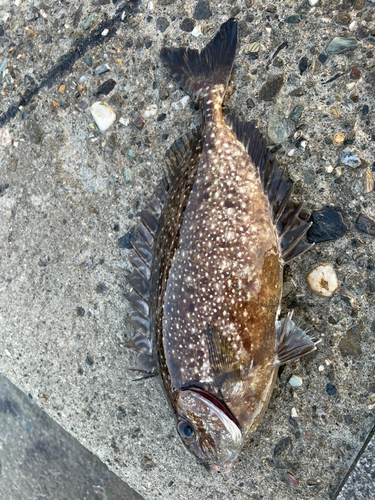 アイゴの釣果