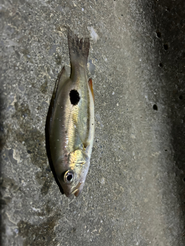 ヤイトハタの釣果