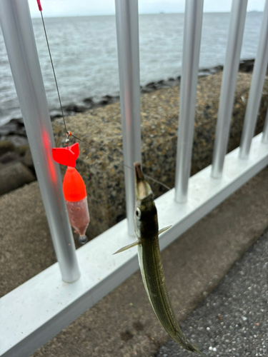 サヨリの釣果