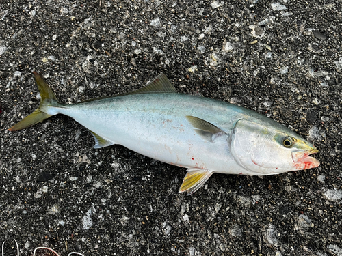 イナダの釣果