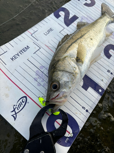 シーバスの釣果