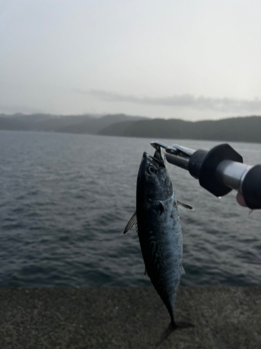 スマカツオの釣果