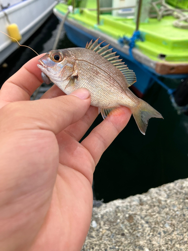 チャリコの釣果