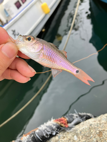 ネンブツダイの釣果