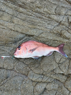 タイの釣果