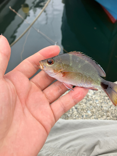 バラフエダイの釣果