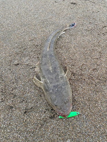 マゴチの釣果