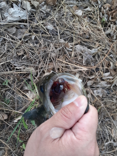 ブラックバスの釣果