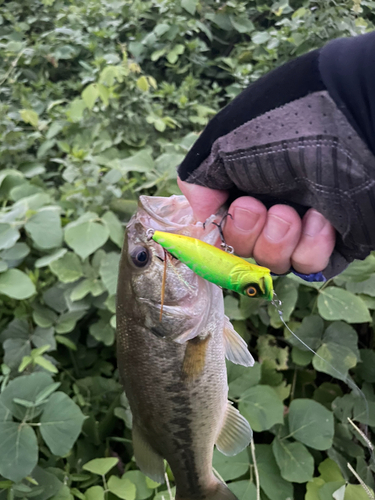 ブラックバスの釣果