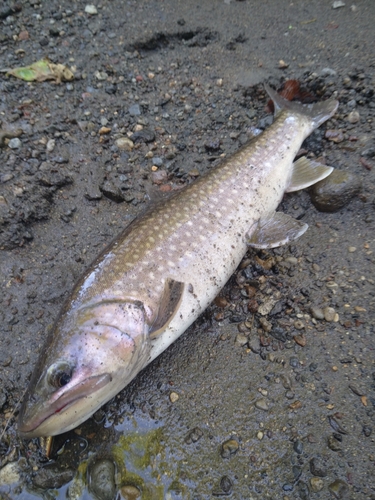 トラウトの釣果