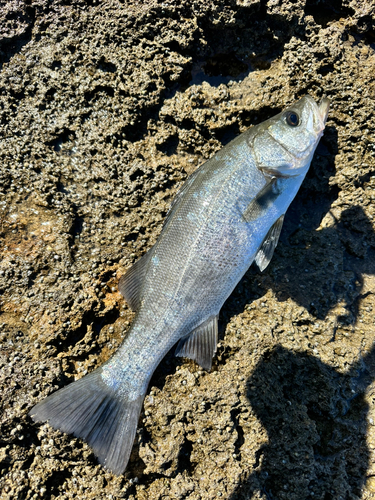 ヒラスズキの釣果