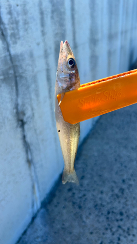 キスの釣果